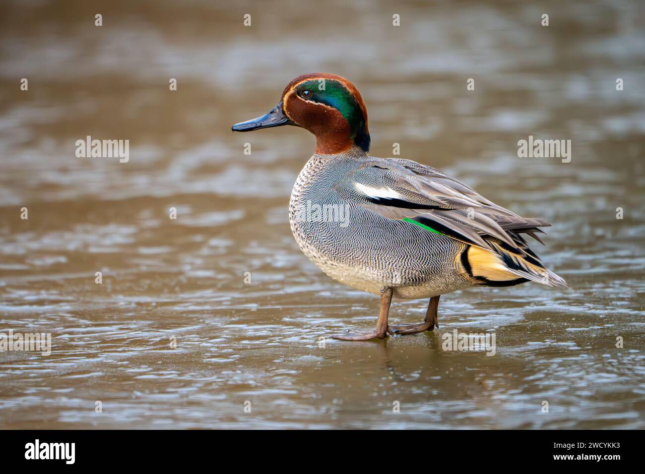 Green-winged Teal (Anas crecca) Standing on Ice Stock Photo