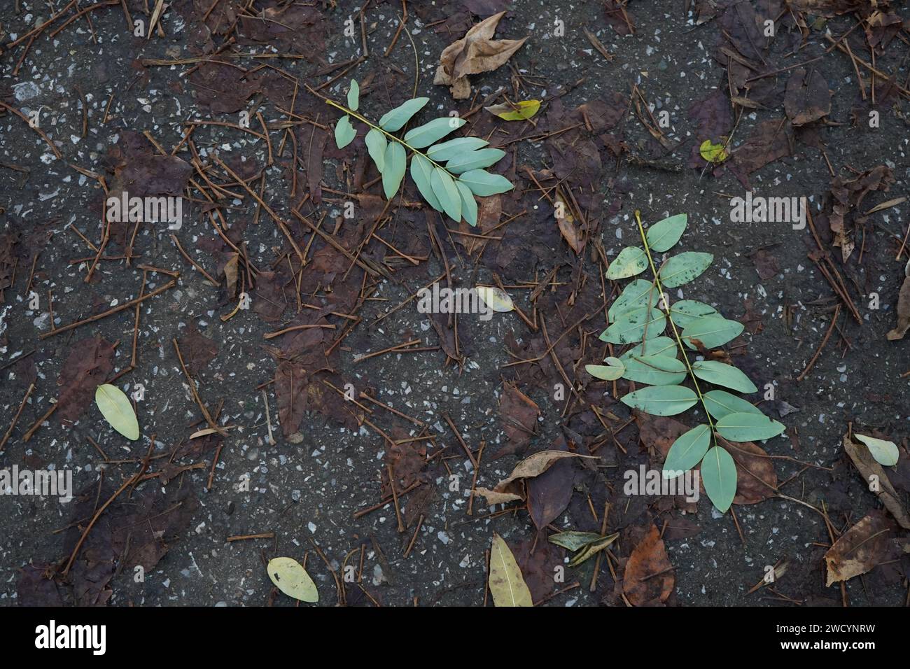 Dry brown leaves, Wet brown leaves, yellow leaves, green leaves form wild scene Stock Photo