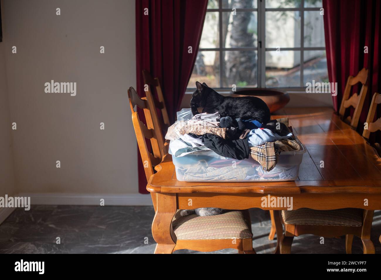 Black cat lying on chair hi-res stock photography and images - Alamy