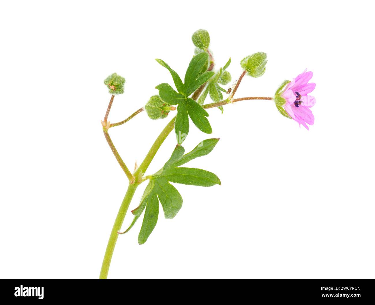 Small geranium isolated on white background, Geranium pusillum Stock Photo