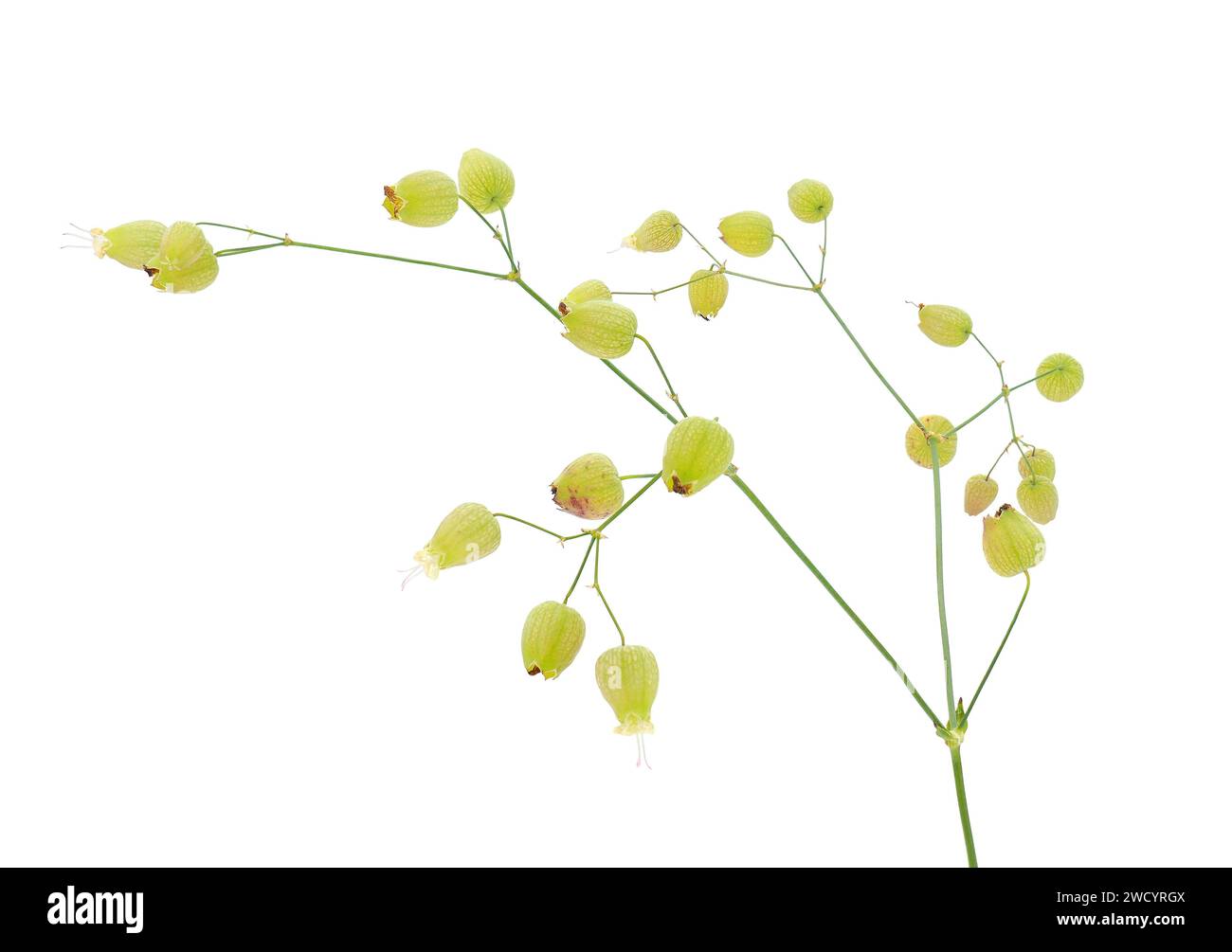 Bladder campion plant isolated on white background, Silene vulgaris Stock Photo