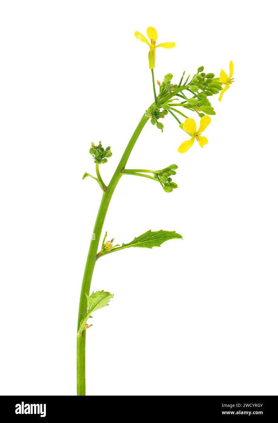 Wild mustard plant isolated on white background, Sinapis arvensis Stock Photo