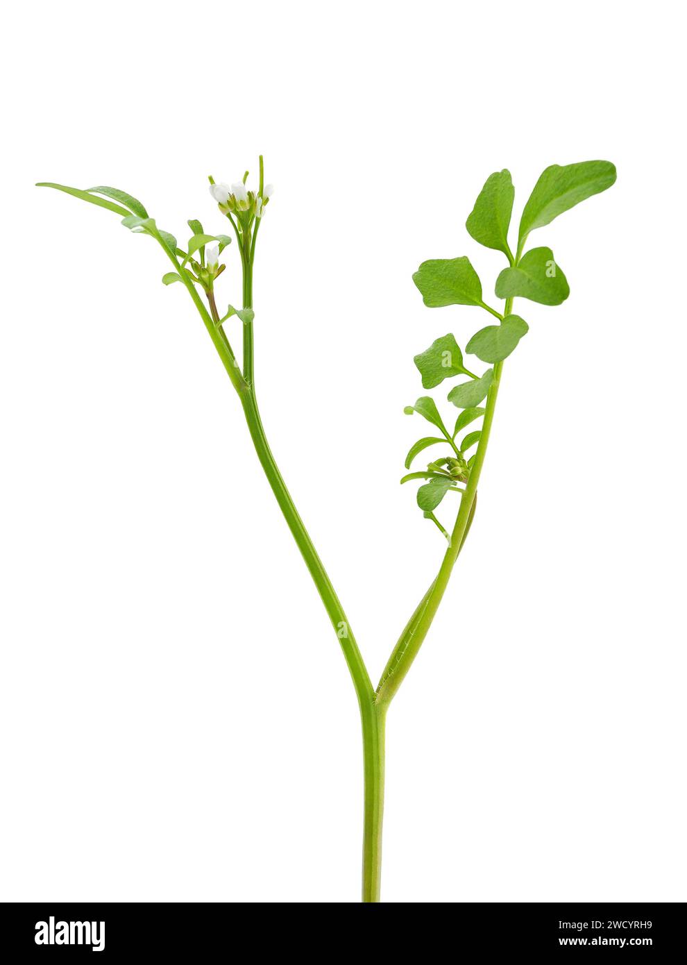 Wavy bitter-cress plant isolated on white background, Cardamine flexuosa Stock Photo