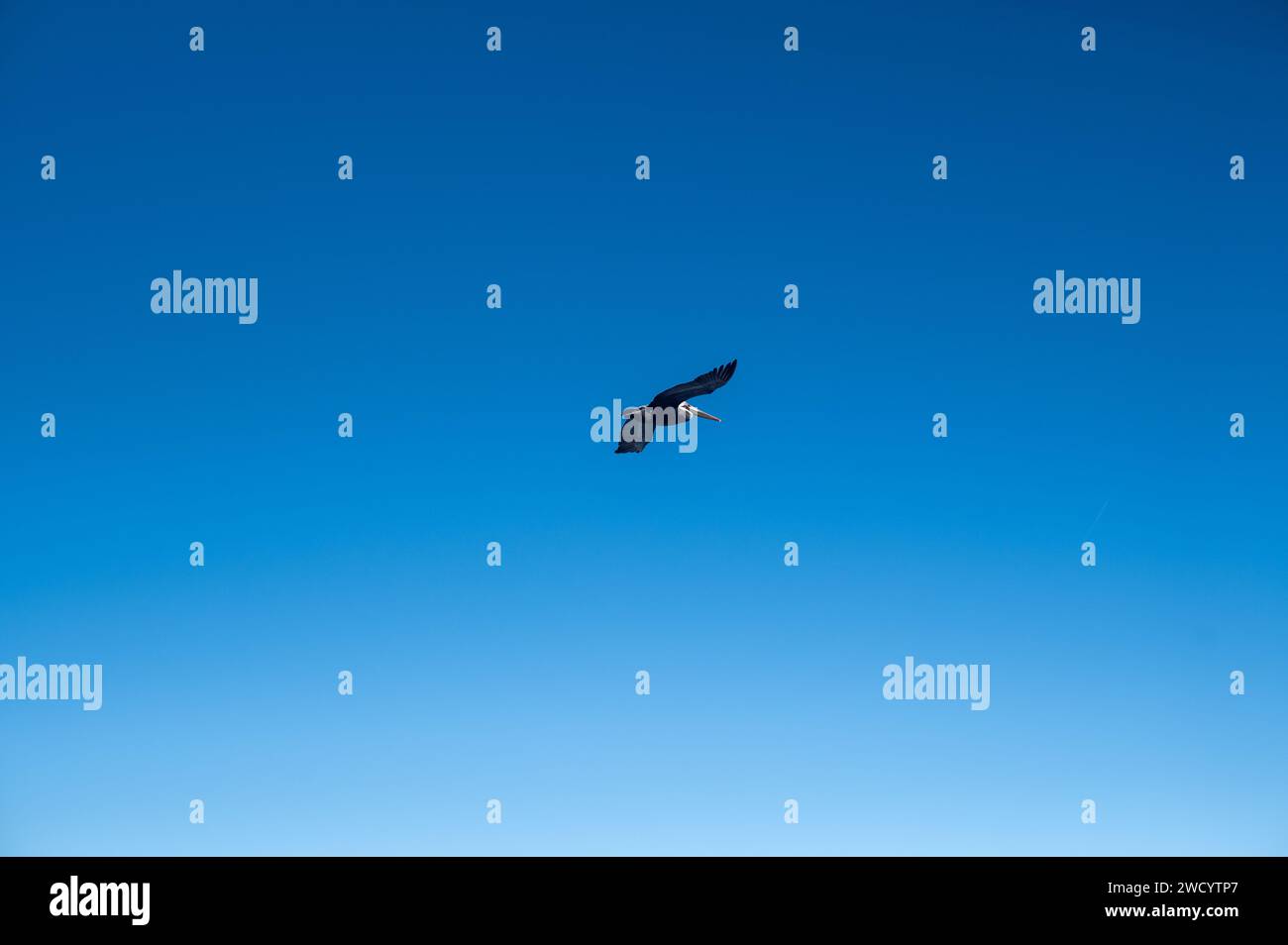 Pelican flying in the sky Stock Photo
