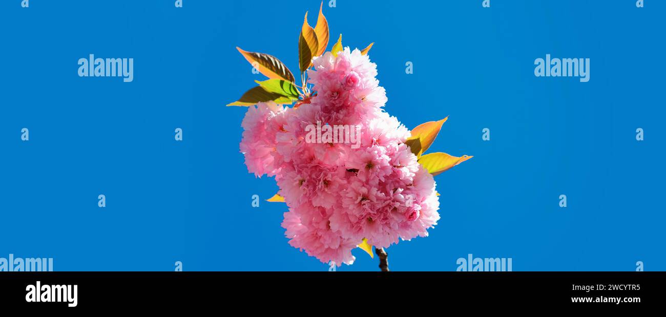 Spring banner, blossom background. Springtime. Spring flowers with blue background and clouds. Sacura cherry-tree. Japanese Cherry Blossom Events and Stock Photo
