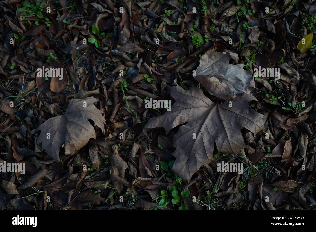 Fallen leaves of London plane, or London plane tree(Platanus × acerifolia, Platanus × hispanica). Autumn scene with fallen leaves and grass. Stock Photo