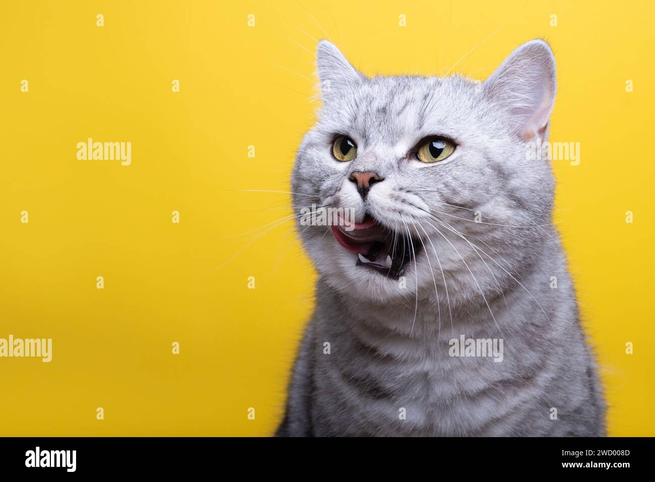 Tabby british shorthair cat on yellow background with tongue out Stock Photo