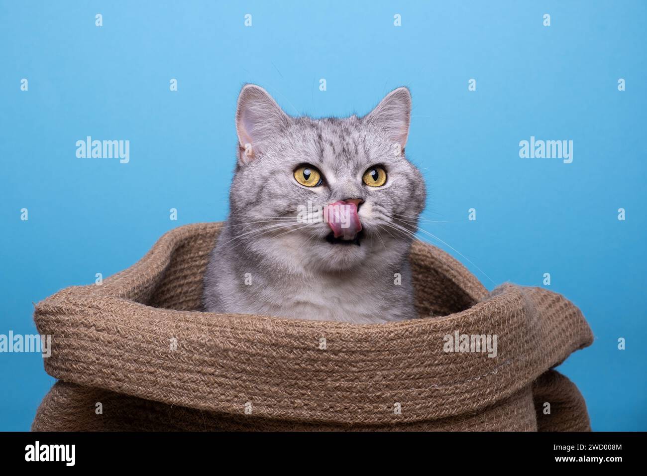 Tabby British Shorthair cat with tongue out in a bag Stock Photo