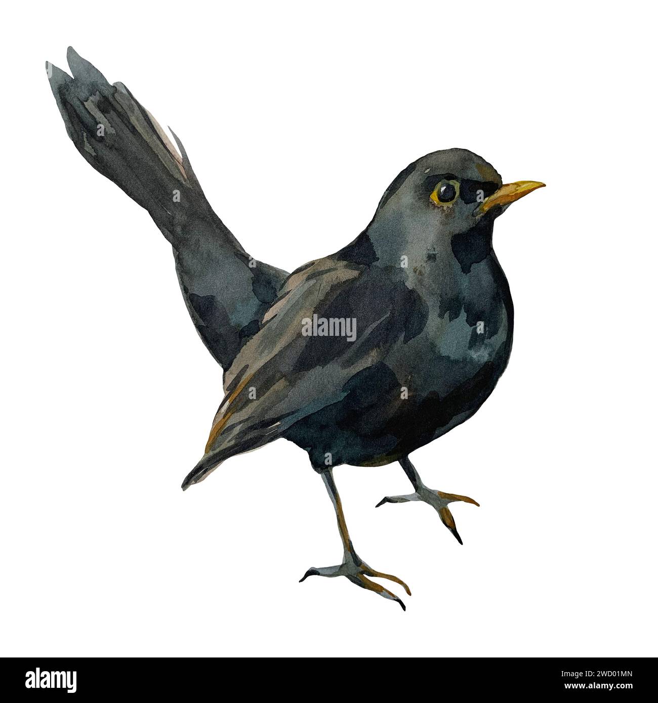 Dark Blue Bird Songbird Common Blackbird Stock Vector, 46% OFF