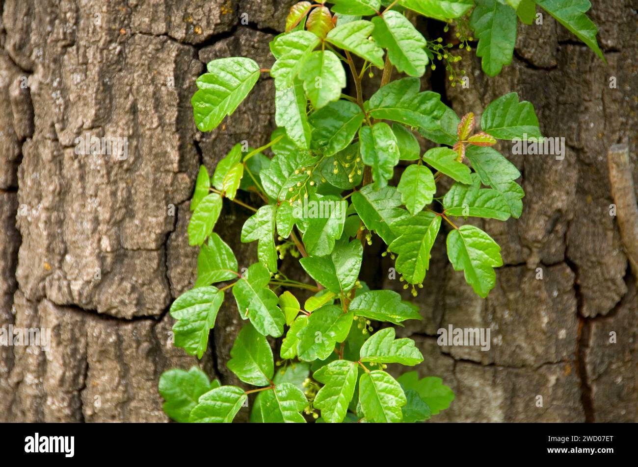 Poison Oak Season California _ Pacific Poison Oak, Toxicodendron ...