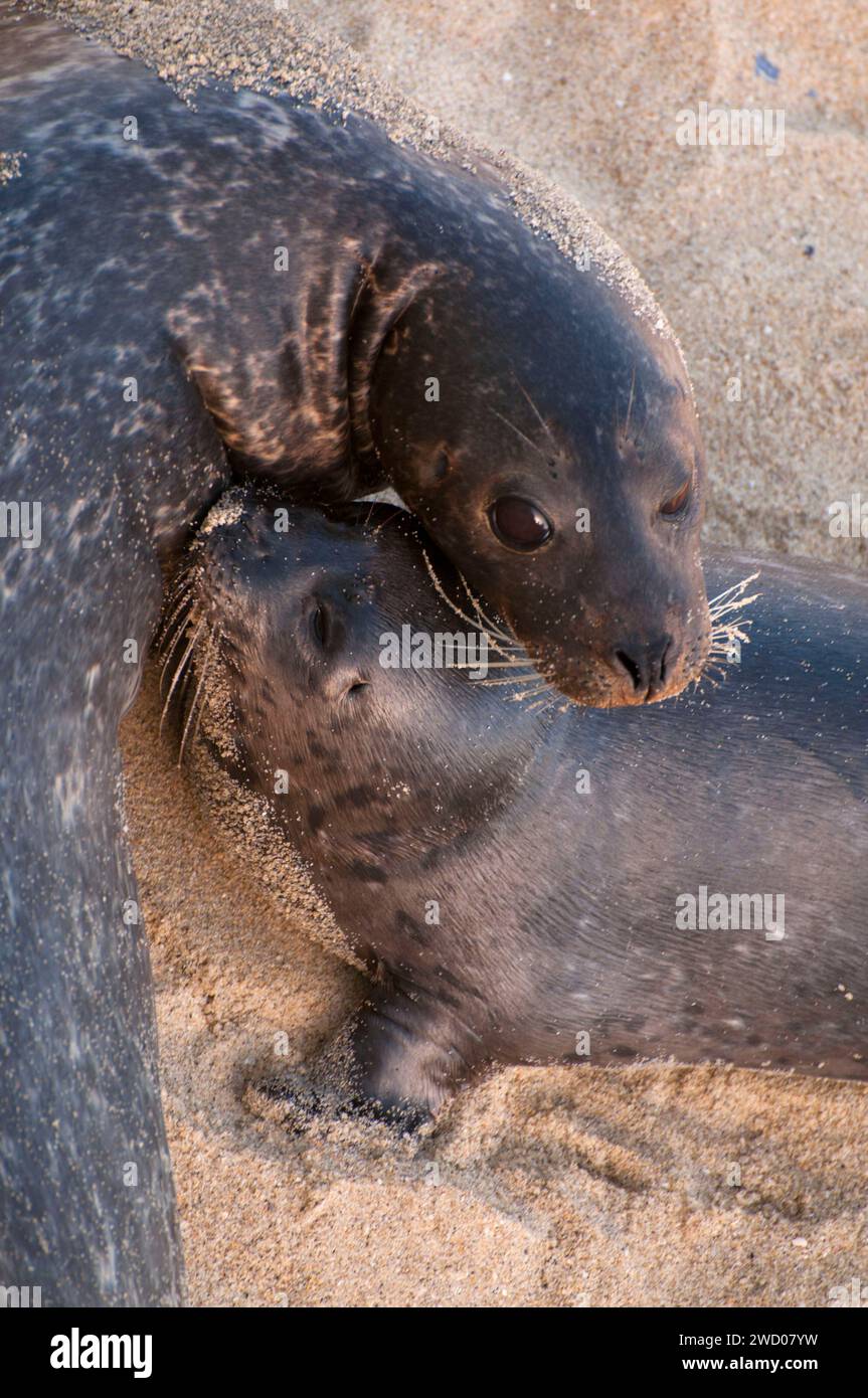 Harbor seals (Phoca vitulina) at Children's Pool (Casa Beach), Ellen