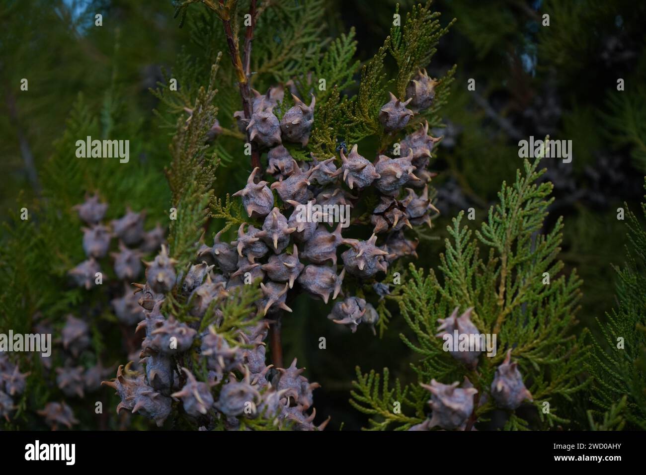 Thyja, Arbor-vitae or Chinese thyja (Platycladus orientalis) Stock Photo