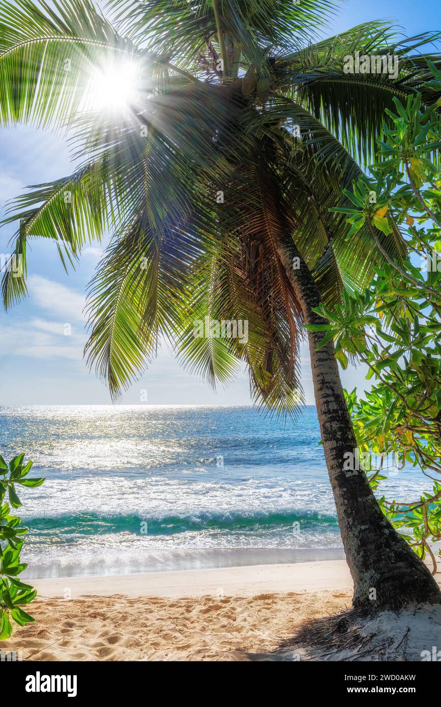 Sunny tropical beach, palm trees and turquoise sea in paradise island ...