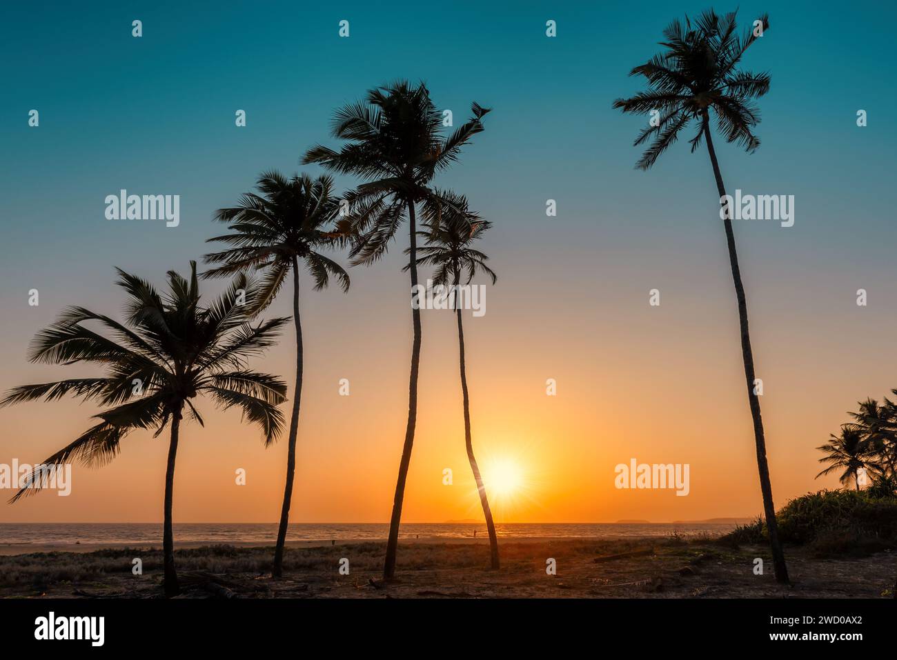 palm-trees-silhouette-modern-hi-res-stock-photography-and-images-alamy