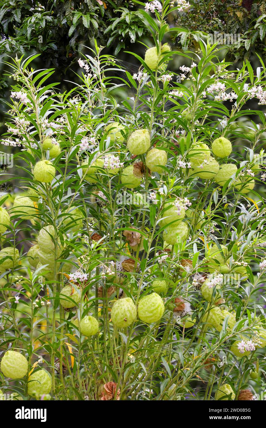 hairy balls, balloonplant, balloon cottonbush, balls