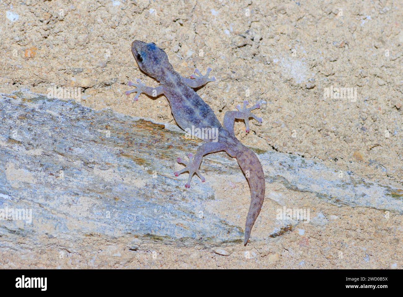 European leaf-toed gecko (Phyllodactylus europaeus, Euleptes europaea), on sandy dry ground, dorsal view, France, Port-Cros Stock Photo