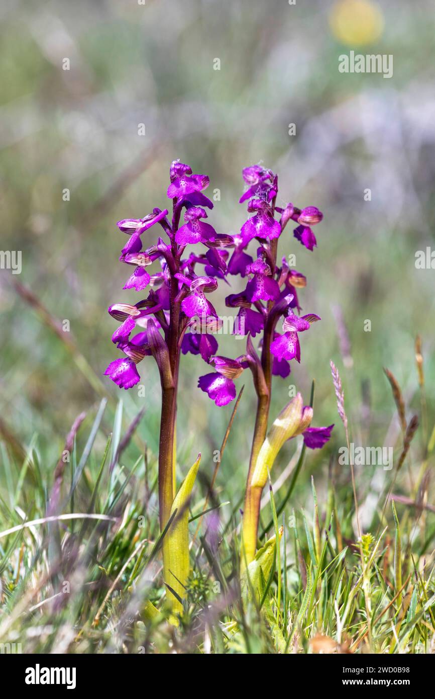Green-winged orchid, Green-veined orchid (Orchis morio, Anacamptis morio), two flowering plants in the Stora Alvaret, Sweden, Oeland Stock Photo