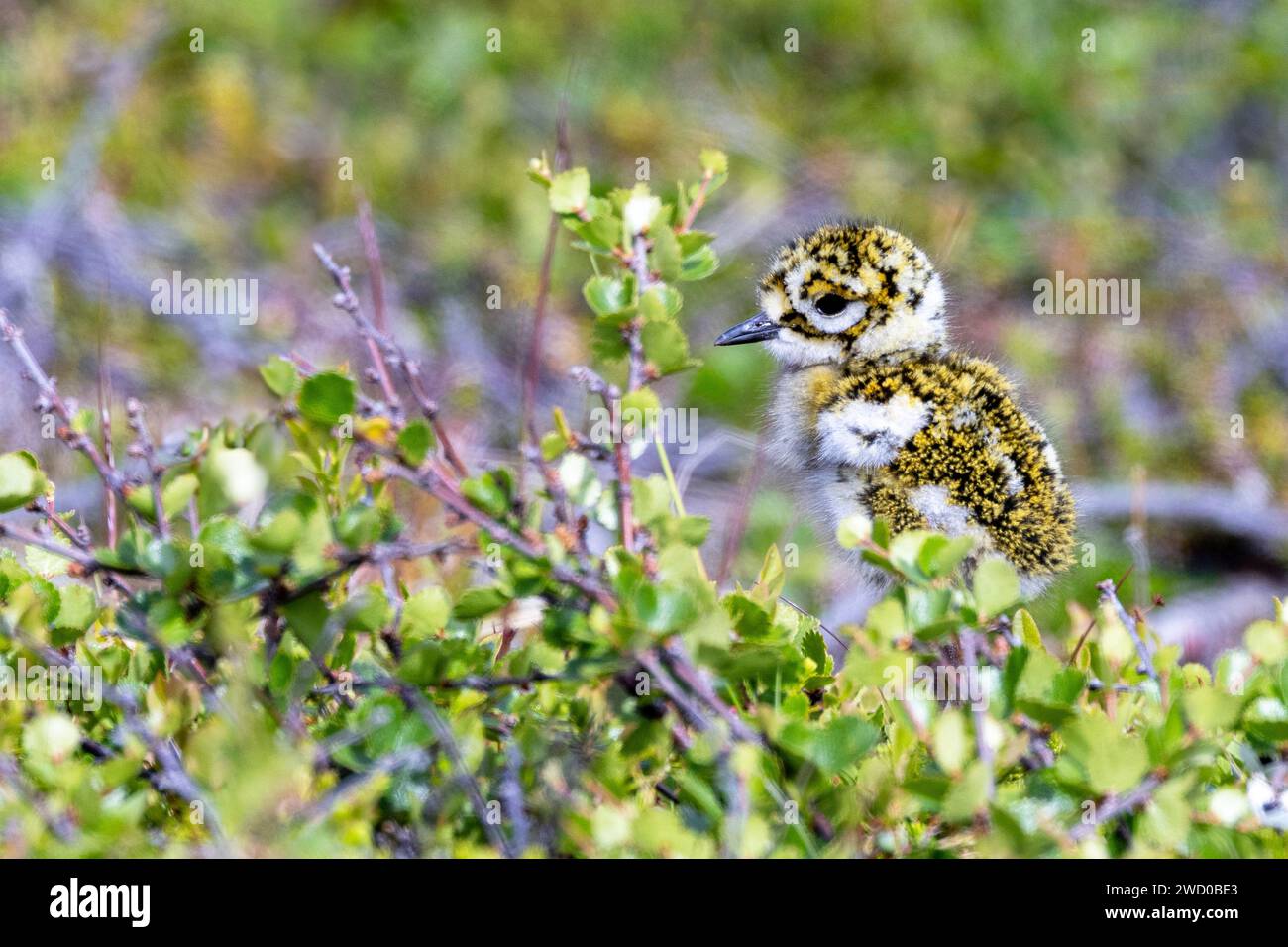 European golden plover (Pluvialis apricaria), chick runs in the fjell, Norway, Troms og Finnmark, Vardoe Stock Photo