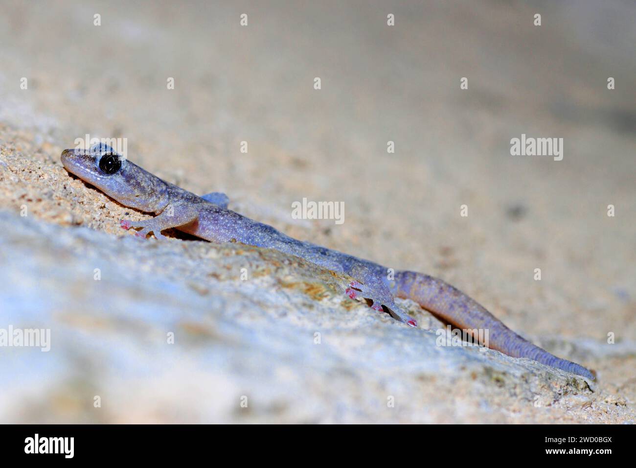 European leaf-toed gecko (Phyllodactylus europaeus, Euleptes europaea), on dry ground, side view, France, Port-Cros Stock Photo