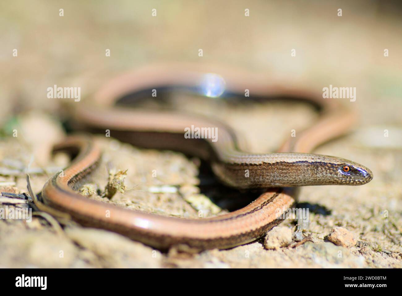 Italian slow worm, Italian slowworm (Anguis veronensis), female on the ground, side glance, France Stock Photo