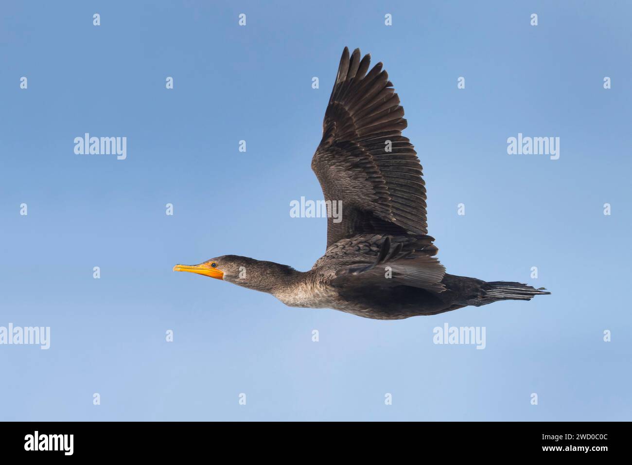 double-crested cormorant (Phalacrocorax auritus), in flight, Azores, Sao Miguel Stock Photo