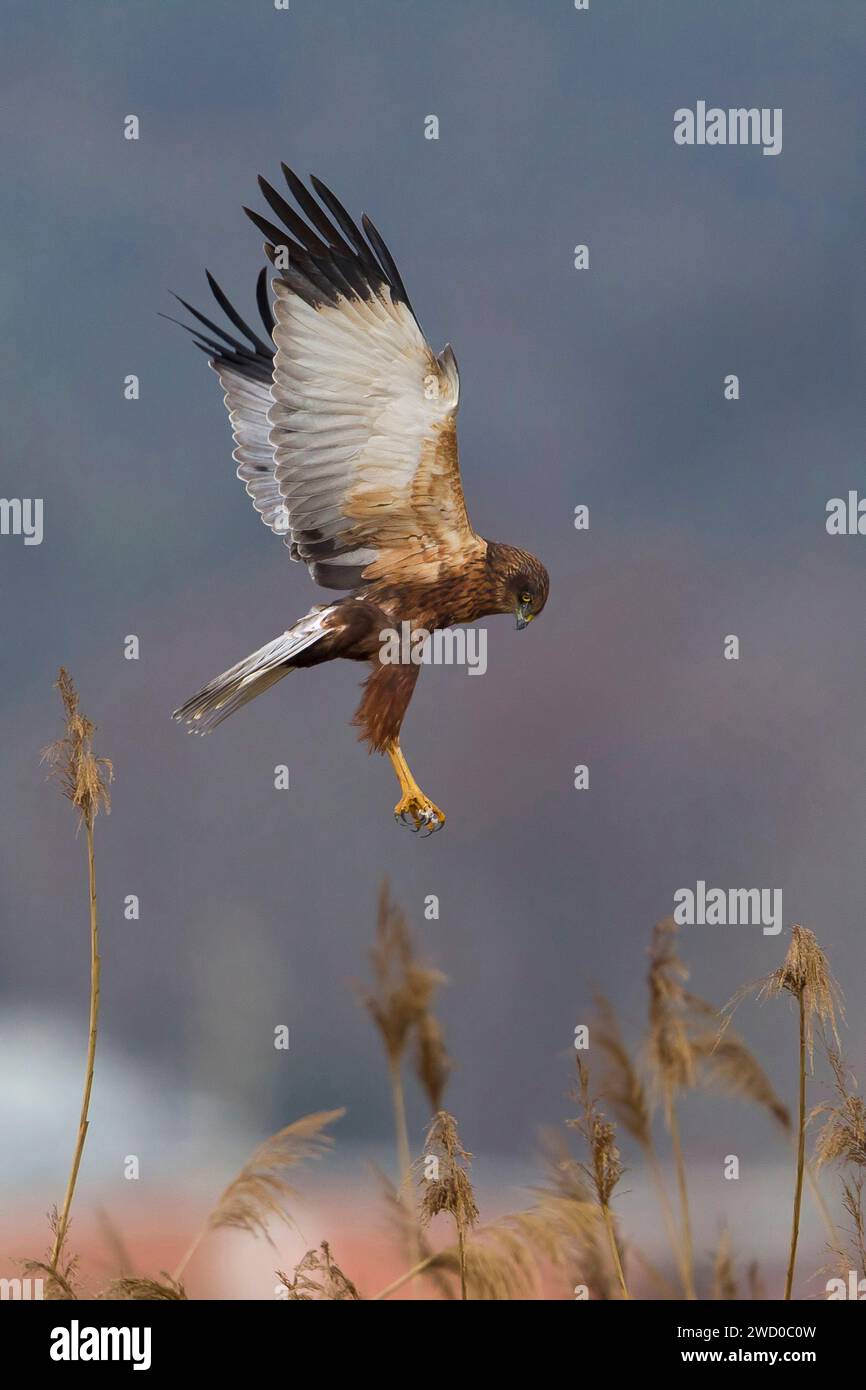 Western Marsh Harrier (Circus aeruginosus), in landing approach over cattail, side view, Italy, Tuscany Stock Photo