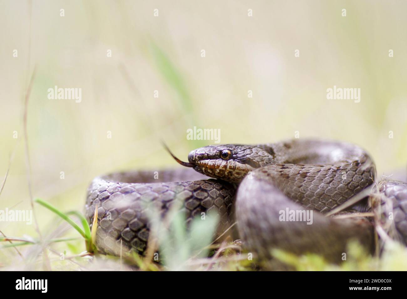 smooth snake (Coronella austriaca), using its tongue to sample the air, France, Limans Stock Photo