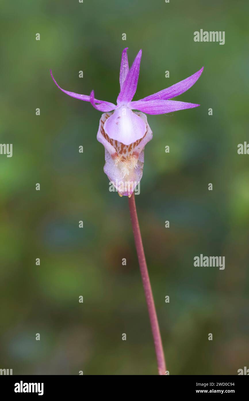 calypso, fairy-slipper orchid, fairy slipper (Calypso bulbosa), flowering plant, Sweden, Kramfors Stock Photo
