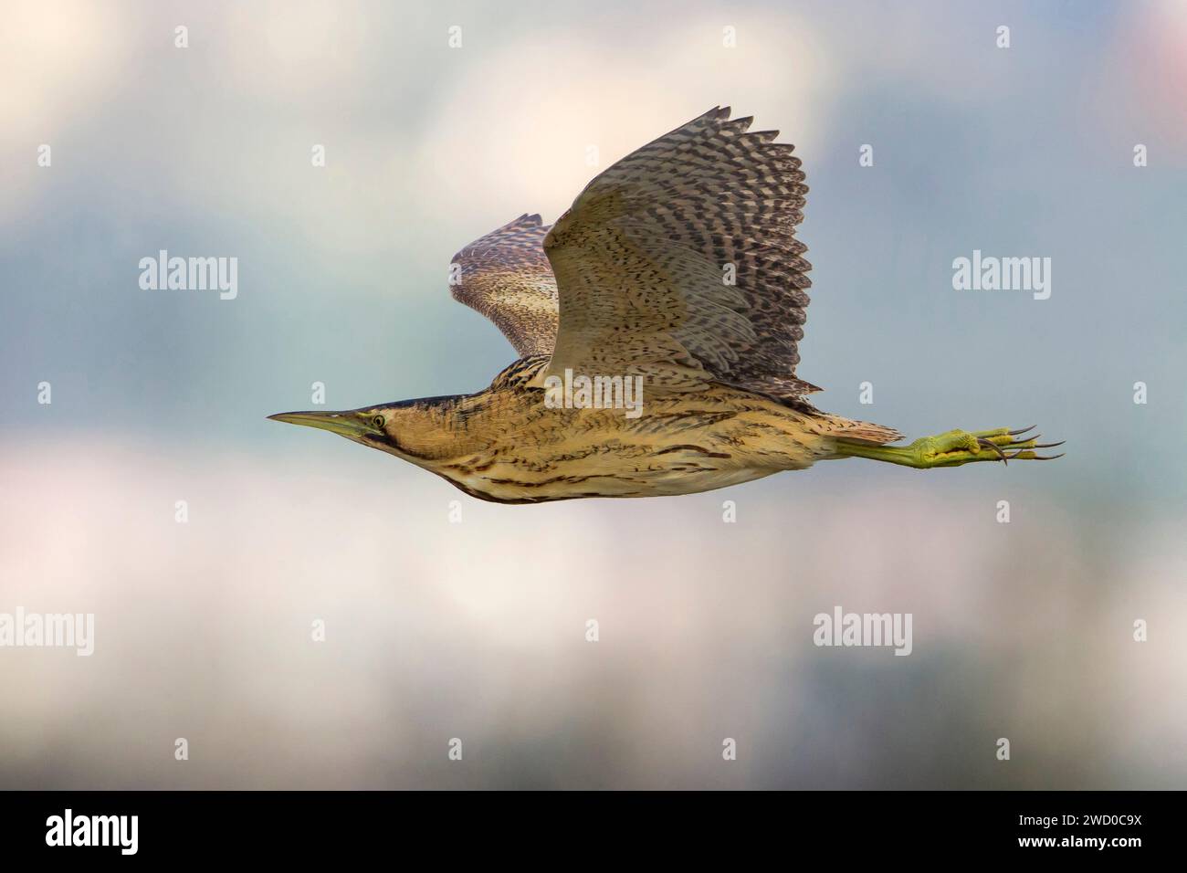 Bitterns wings hi-res stock photography and images - Alamy