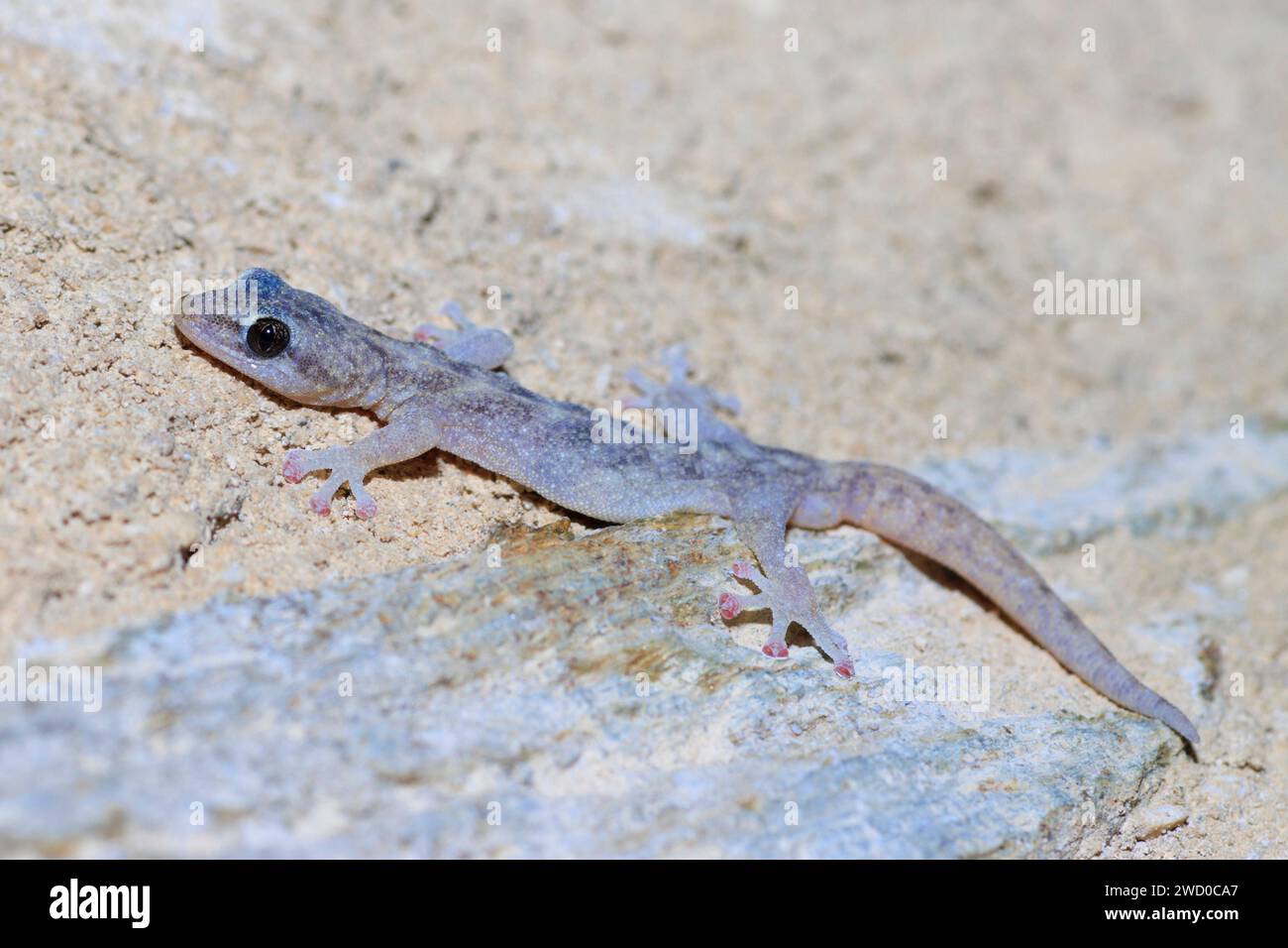 European leaf-toed gecko (Phyllodactylus europaeus, Euleptes europaea), on sandy dry ground, side view, France, Port-Cros Stock Photo
