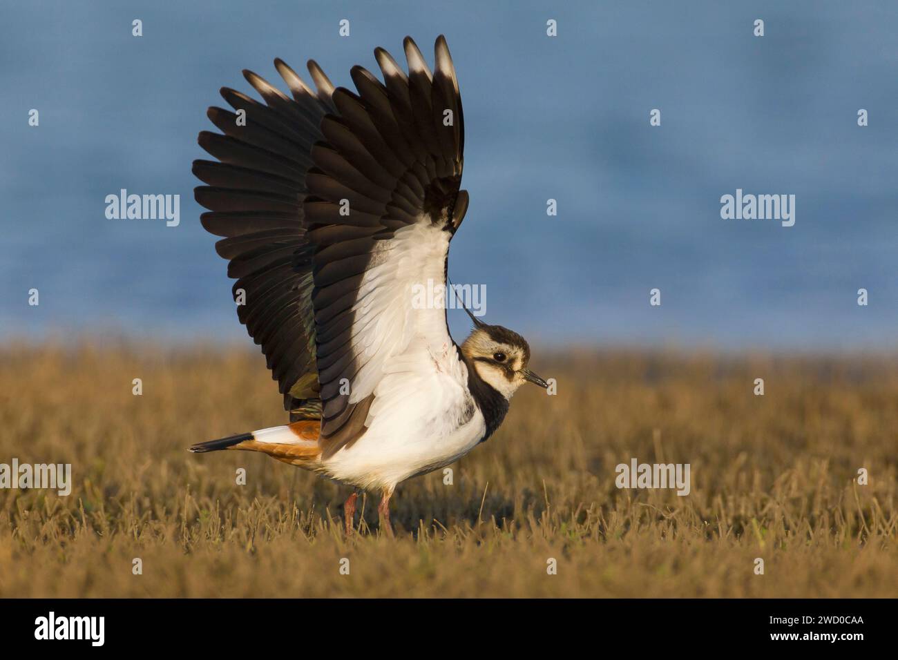 northern lapwing, peewit, pewit, tuit, tewit, green plover, pyewipe (Vanellus vanellus), in a marsh with outstretched wings, side view, Italy, Tuscany Stock Photo