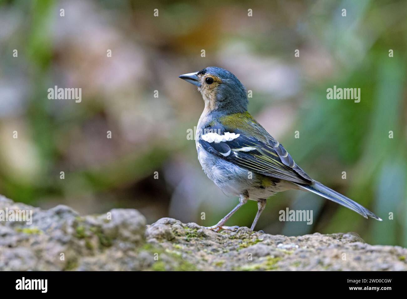 Madeira Chaffinch (Fringilla coelebs maderensis, Fringilla maderensis ...