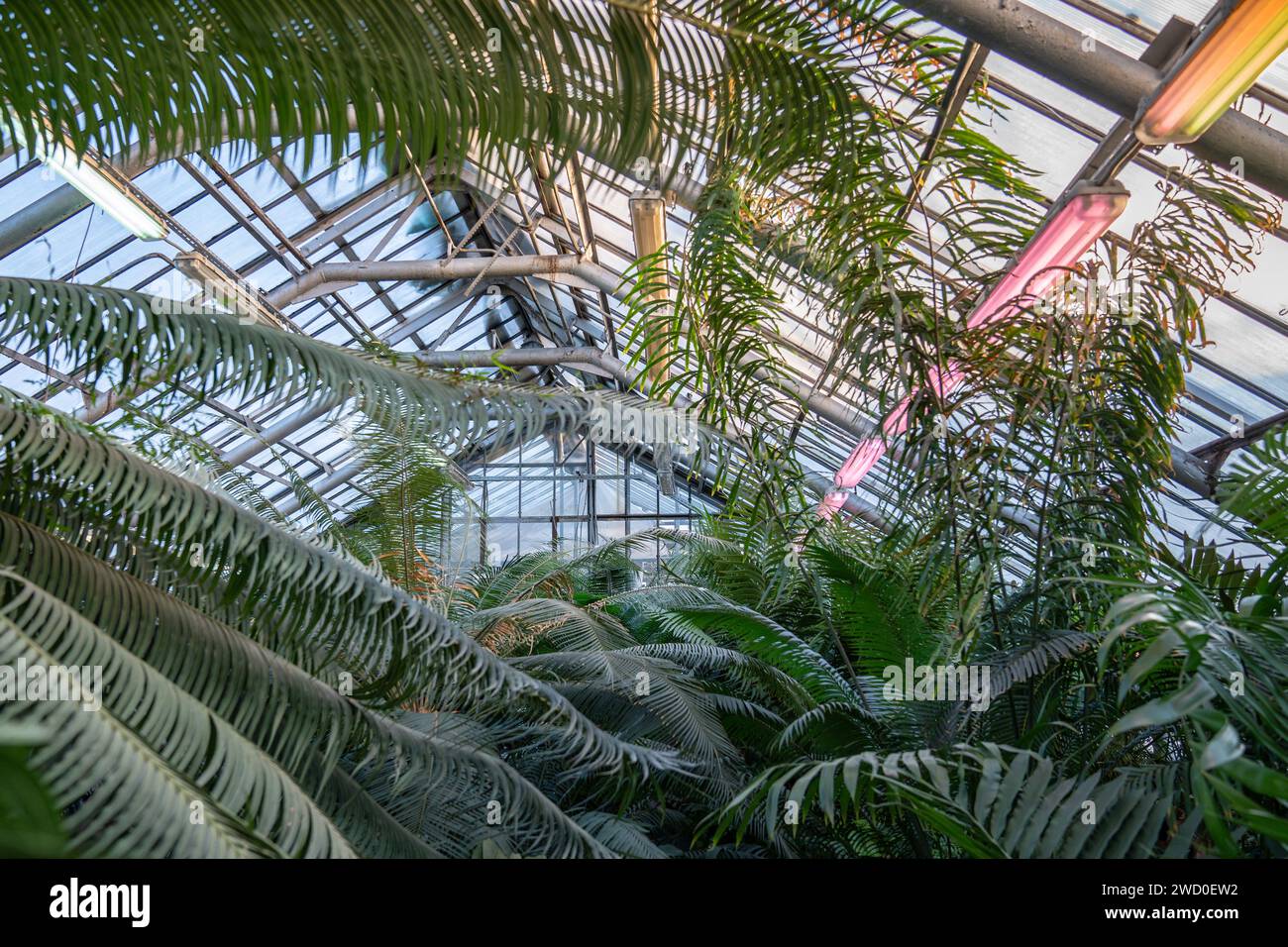 Large palm trees and ferns in tropical greenhouse in winter season