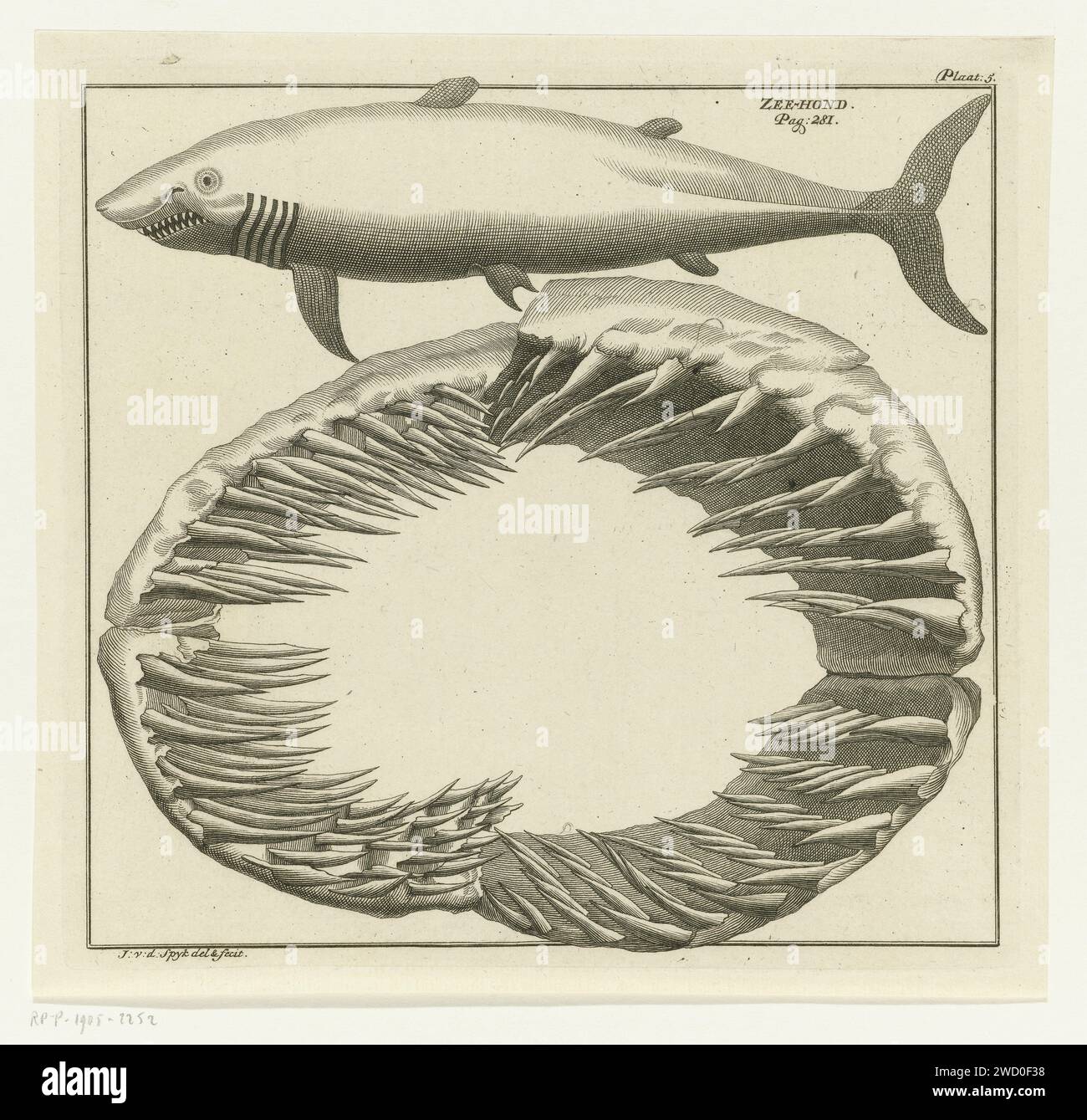 Shark and shark teeth, Johannes van der Spyck, 1736 - 1761 print At the top a shark and jaws with shark teeth at the bottom. Next to the shark a reference to p. 281. At the top right: Plate 5. Leiden paper engraving / etching cartilaginous fishes: shark Stock Photo