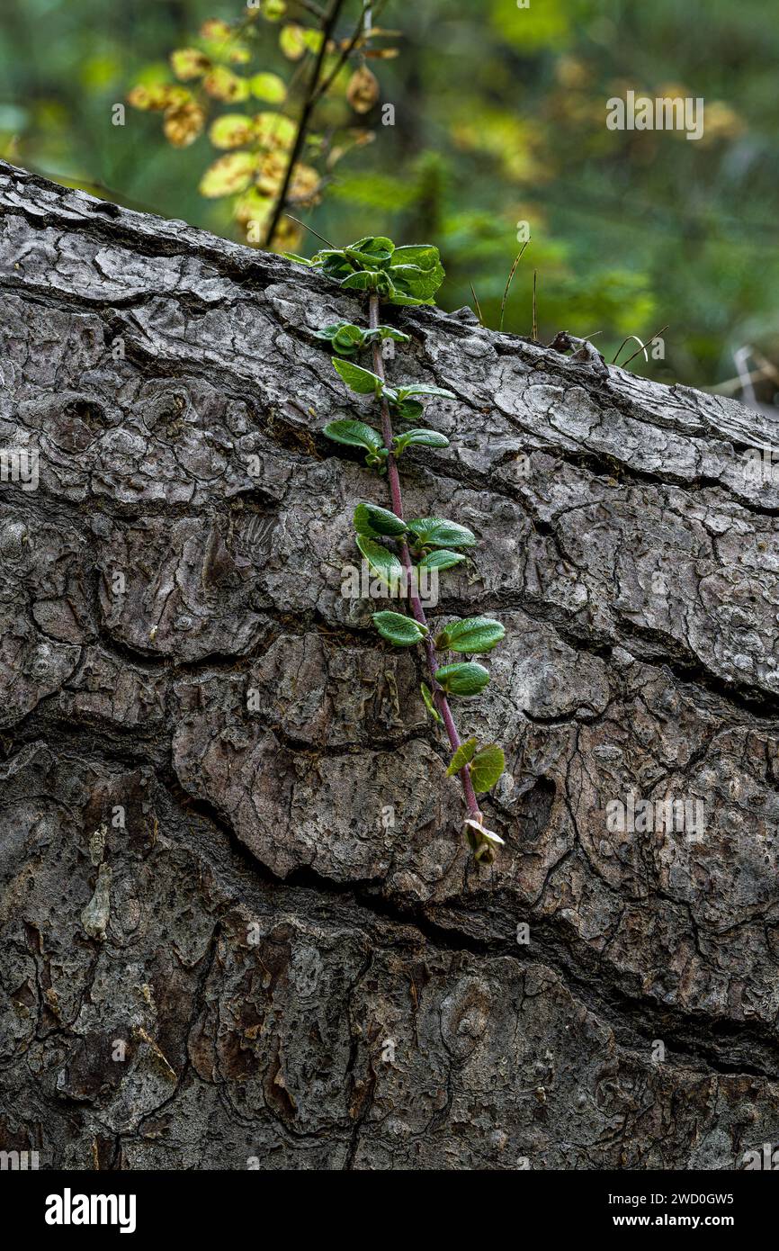 Linnaea Shoot Crawling over a Tree Stem Stock Photo
