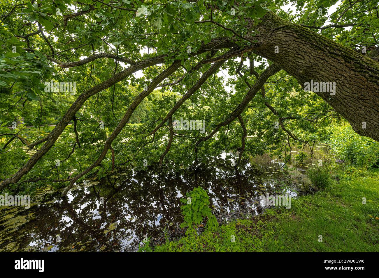 Tree with Branches Hanging in the Water Stock Photo