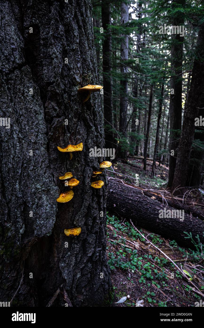 Pholiota Mushrooms on a Tree in Idaho Stock Photo