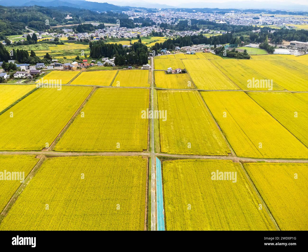 Rice field, yellow color of autumn harvest, foot of mountains, Drone ...