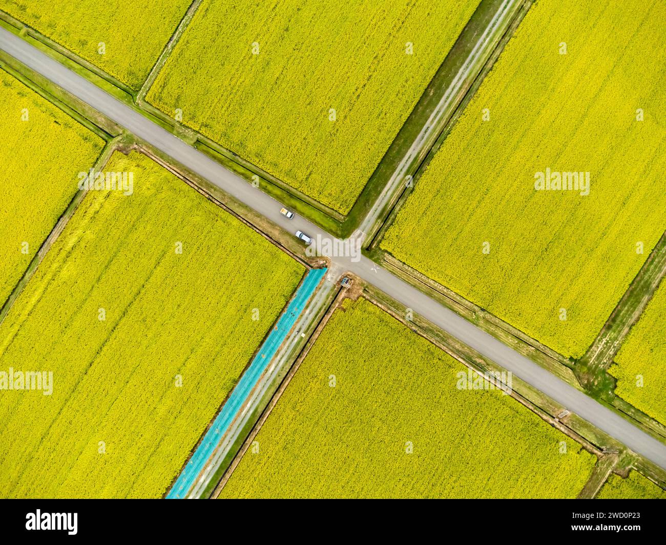Rice field, harvest, yellow in autumn, checkerboard pattern, Drone aerial, Yokote city, Akita, Tohoku, Japan, East Asia, Asia Stock Photo