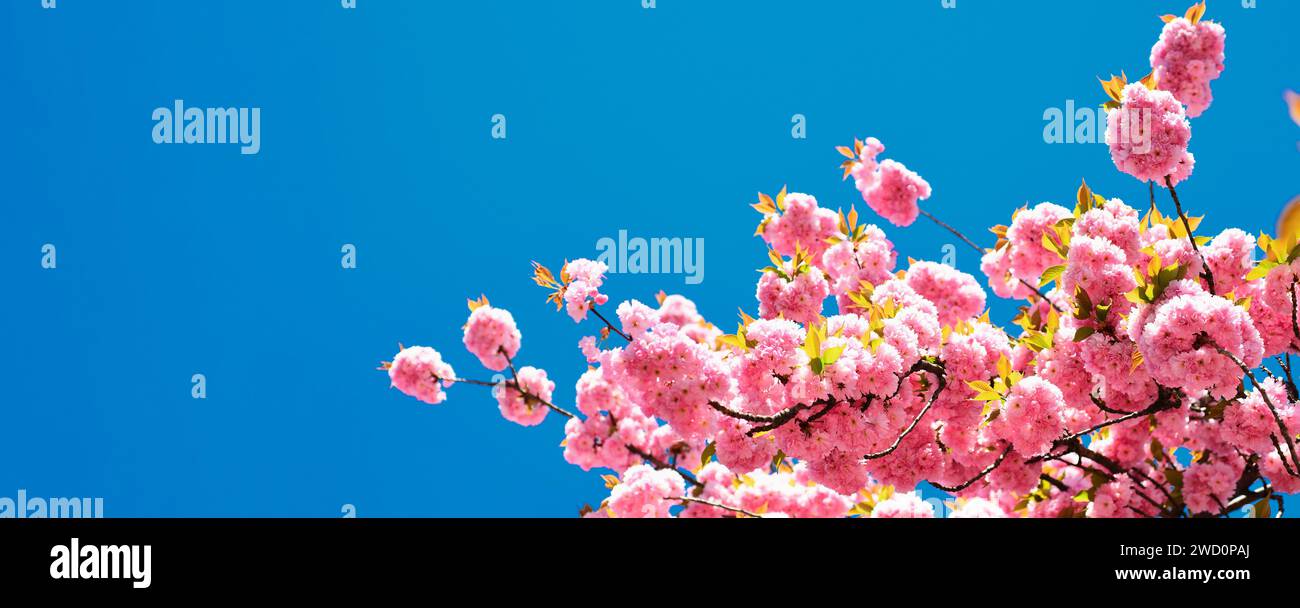 Spring banner, blossom background. Beautiful floral spring abstract background of nature. Cherry blossom. Sacura cherry-tree. For easter and spring Stock Photo