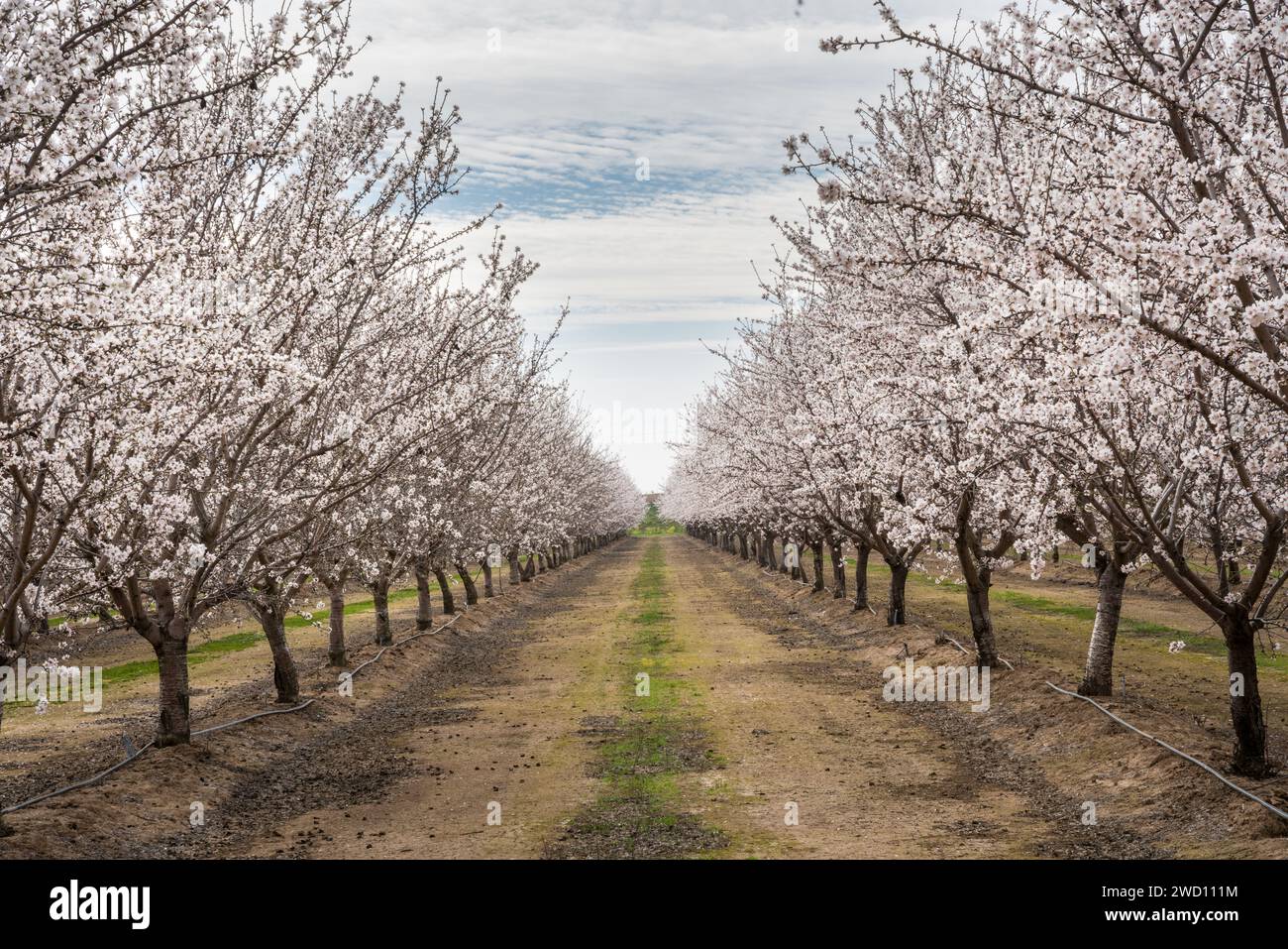 Rows flowering almond trees hi-res stock photography and images - Alamy
