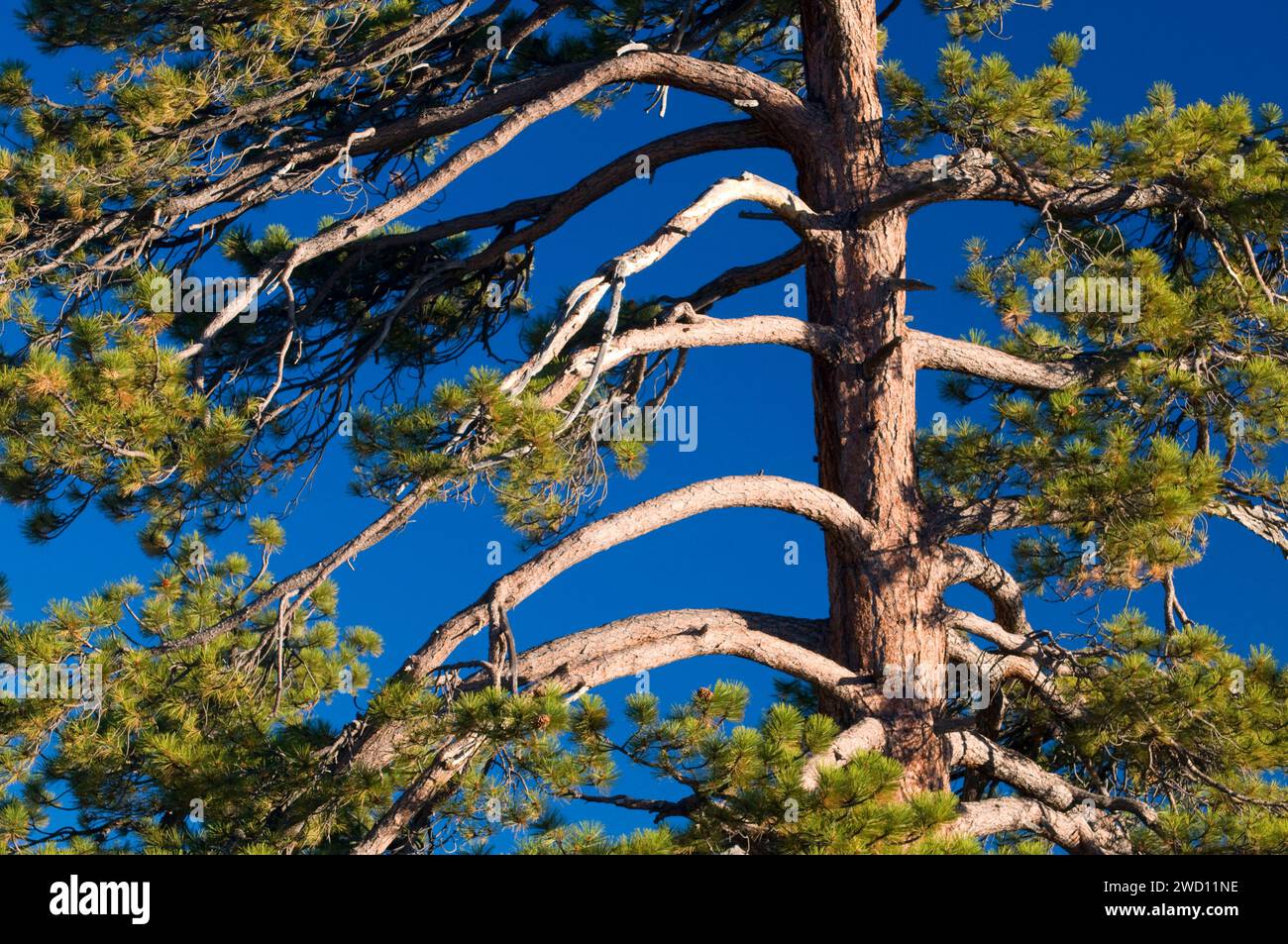 Jeffrey pine (Pinus jeffreyi), Sequoia National Monument, California Stock Photo