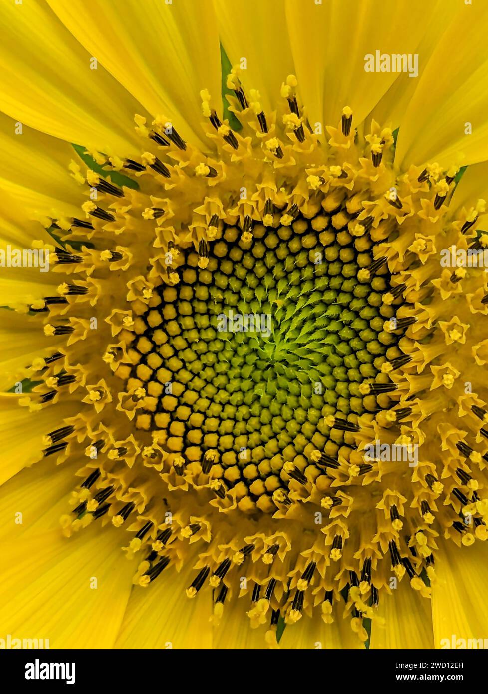 Golden beauty hi-res stock photography and images - Alamy