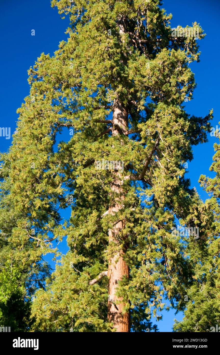 Sequoia (Sequoia sempervirens) along Trail of 100 Giants at Long Meadow Grove, Sequoia National Monument, California Stock Photo