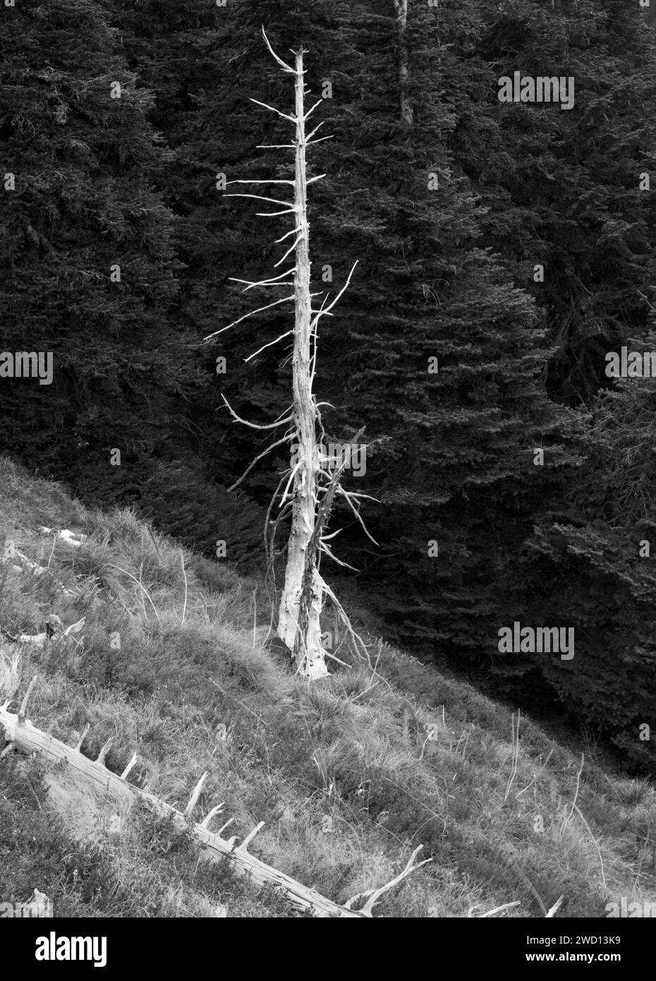 BW01135-00.....WASHINGTON - Skelton tree in the Clearwater Wilderness, Mount Baker-Snoqualmie National Forest. Stock Photo