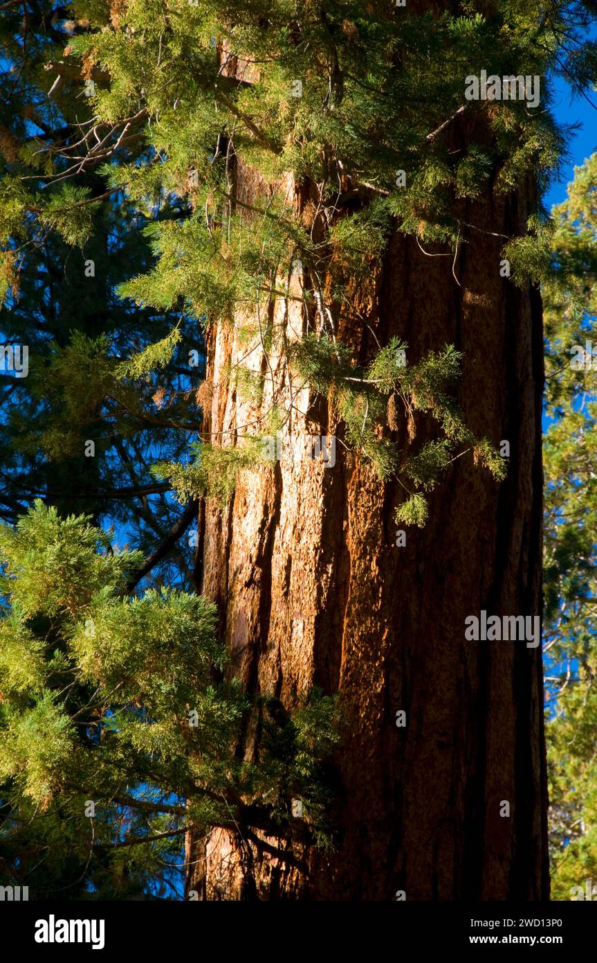 Sequoia (Sequoia sempervirens) along Trail of 100 Giants at Long Meadow Grove, Sequoia National Monument, California Stock Photo