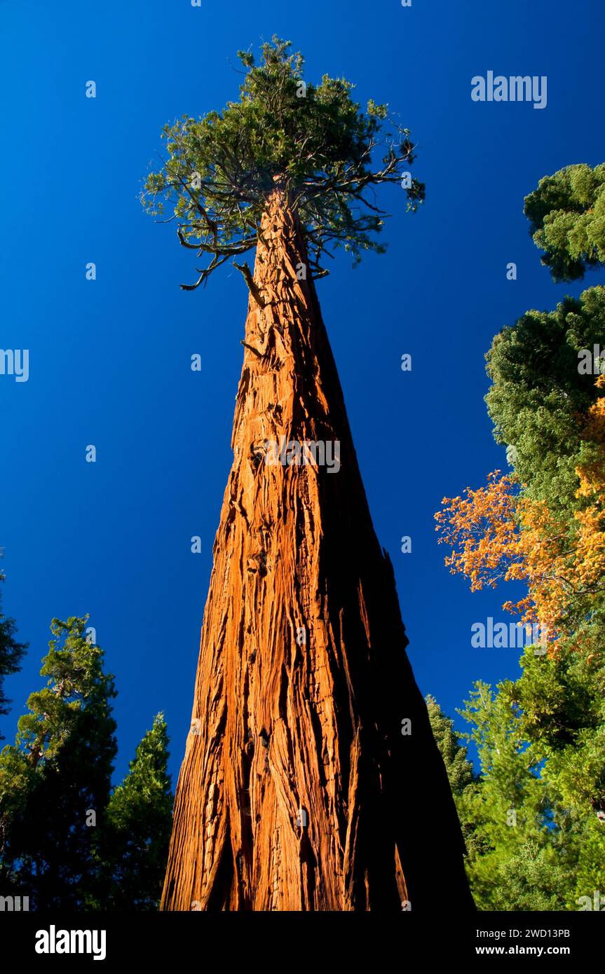 Cedar along Trail of 100 Giants at Long Meadow Grove, Sequoia National Monument, California Stock Photo