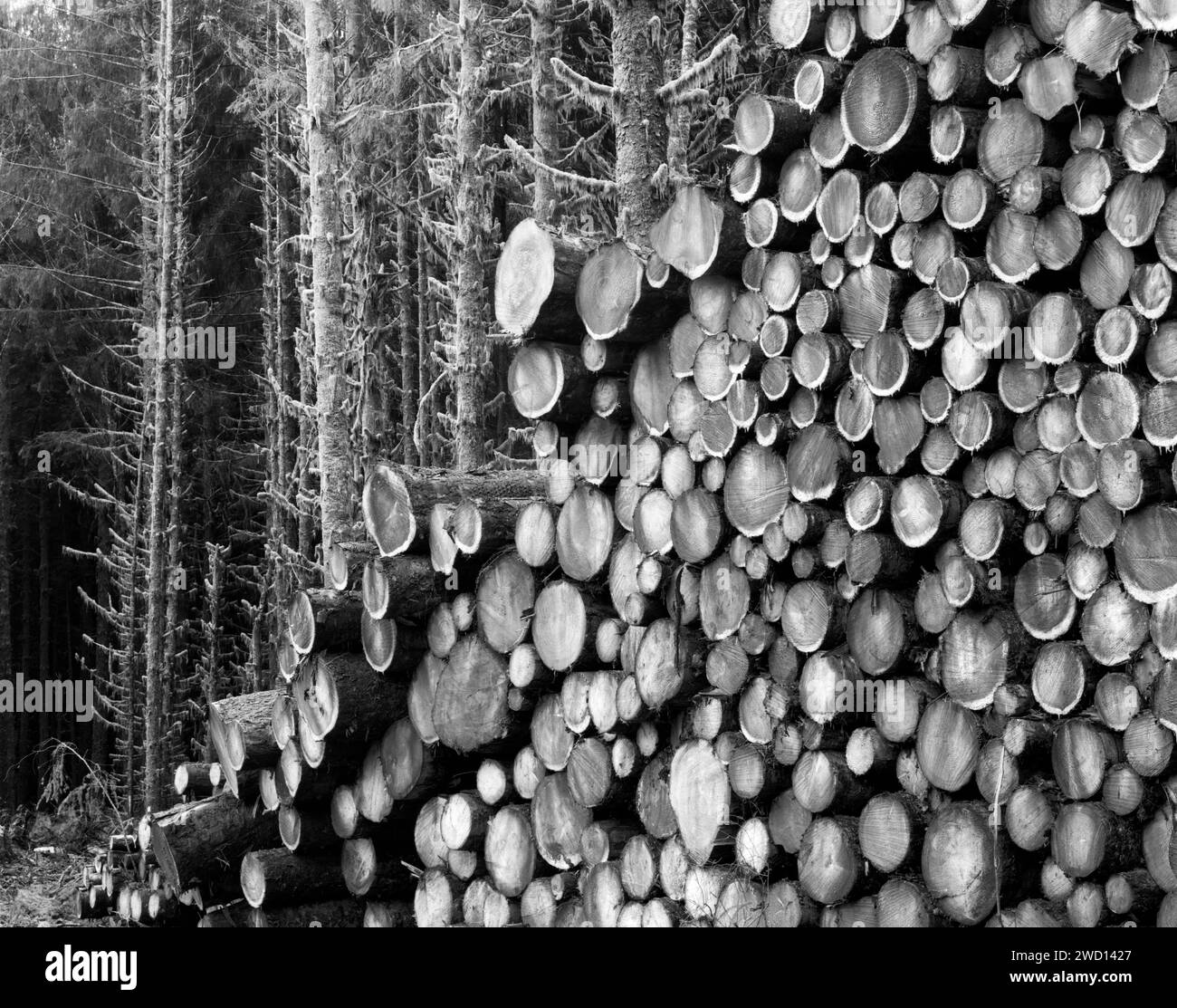 BW01142-00.....WASHINGTON - Cut logs along the Hoh River Road. Stock Photo