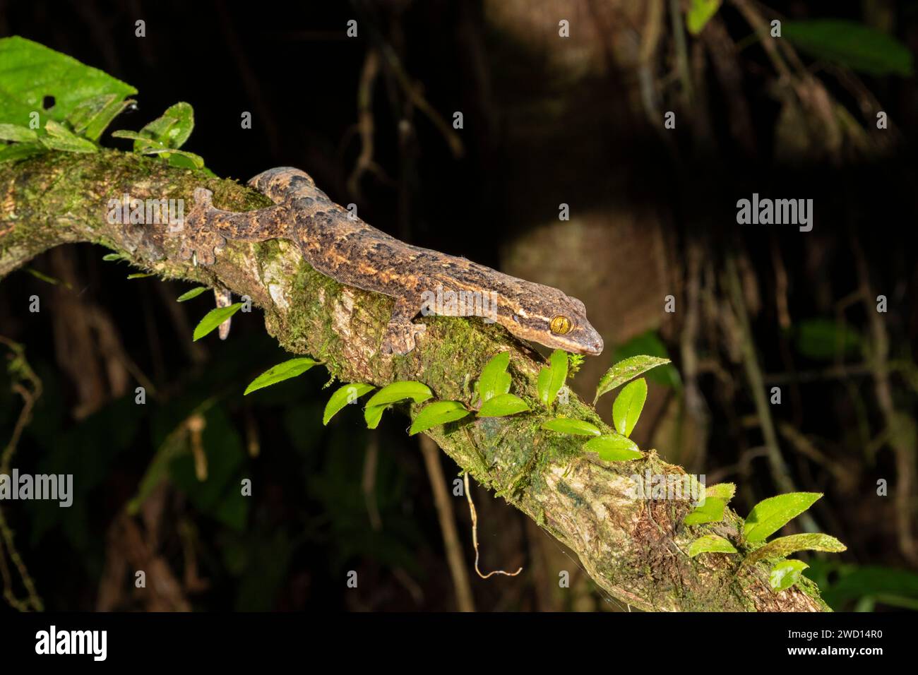 Turnip-tailed Gecko (Thecadactylus rapicauda) , La Selva Biological Station, Costa Rica Stock Photo