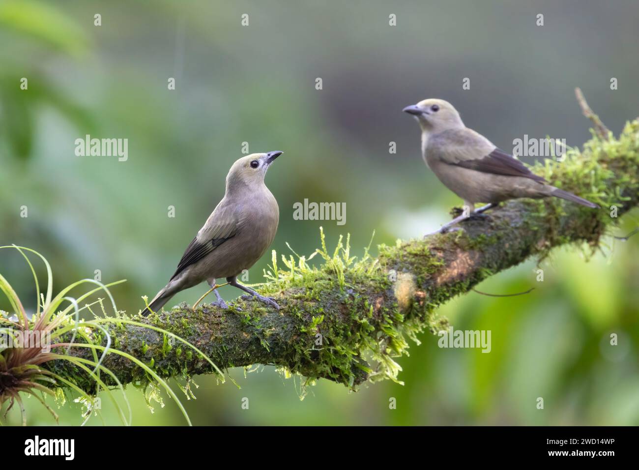 Two Palm Tanagers (Thraupis palmarum) perched on a branch, Costa Rica Stock Photo